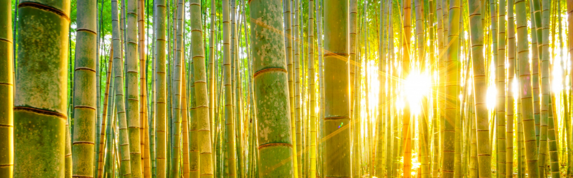 Bamboe & Duurzaam