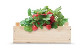 Aardbeien kweekset